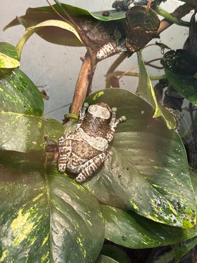This is a close-up, high-angle photograph of a mission-eyed tree frog perched on a large, variegated green leaf. The frog is the primary subject, with its mottled brown and white camouflage pattern clearly visible. Its toes, tipped with pale green pads, are splayed out on the leaf's surface. The leaf itself is large and glossy, with streaks of yellow and green mottling, and appears to be slightly damp, with small water droplets and specks of dirt scattered across it.
Behind the main leaf, other foliage and branches are visible, creating a lush, naturalistic setting. Some leaves are darker green and appear to be wilting or decaying. A thin, woody branch runs horizontally across the middle of the frame, providing a perch for the frog and other unseen elements. The background is a blurred, light gray surface, suggesting the frog is in an enclosure or terrarium.
The lighting appears to be artificial, creating some reflections on the wet leaves. There is no clear indication of the time of day or weather. The mood is calm and naturalistic, focusing on the intricate details of the frog and its environment. No text is visible in the image. The location context provided, Каменка, Russia, is not visually discernible from the image itself.