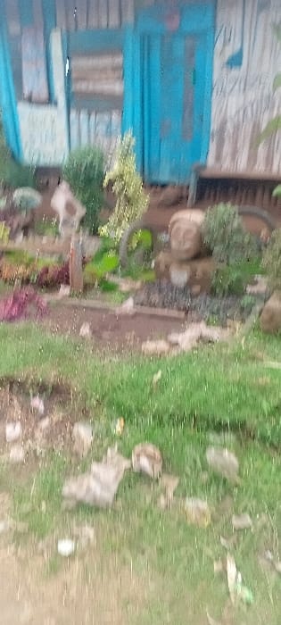 A blurred outdoor scene includes a weathered blue wooden structure with horizontal planks on the left side. In front of it is a garden bed with diverse foliage, potted plants, and decorative rocks. A grassy path stretches from the garden bed towards a dirt path on the right. Scattered rocks and debris are visible along the grassy area. The overall scene has a natural, rustic, and slightly overgrown aesthetic.