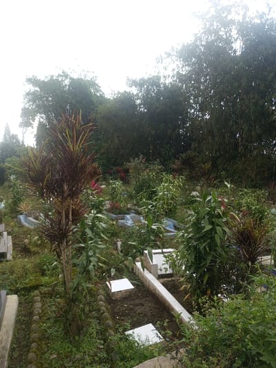 A cemetery scene under a hazy sky. Overgrown vegetation surrounds aged gravestones, creating a slightly wild and unkempt ambiance. Some graves feature light-colored stone borders or markers, while others blend with the landscape. Trees stand densely in the background, adding to the somber and somewhat melancholic mood.