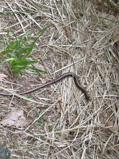 A slow worm (Anguis fragilis) lies on a bed of dry grass and leaves. Patches of green grass are visible in the lower left and lower right of the frame. The environment suggests an outdoor location, possibly a park or wooded area. Given the prompt's location of Mettlach, Germany, it's likely this scene is within or near the city limits.