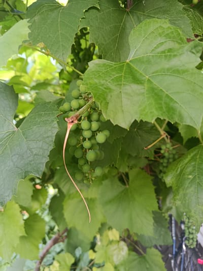 A close-up, vertical shot focuses on a cluster of unripe, green grapes hanging from a vine amidst lush green leaves. The grapes are round and small, clustered tightly together on a stem. A thin, reddish tendril curves gracefully from the grape stem, adding a delicate detail to the scene. The leaves are large and veined, some appearing slightly serrated along the edges. The background is a blur of green foliage and hints of sunlight filtering through, suggesting an outdoor, natural setting. The image appears to be taken in Starokostiantyniv, Ukraine.