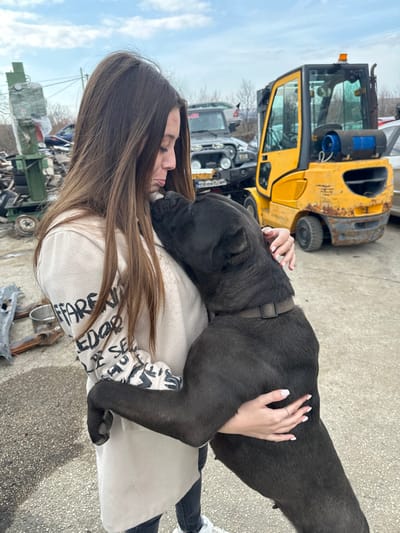 An outdoor scene in Брусовeте, Bulgaria, depicts a young adult female embracing a large, dark-colored dog within what appears to be an auto salvage yard. The female, with long brown hair, wears a light-colored long-sleeved top featuring black text print, dark pants, and white athletic shoes. A smudge is visible on her left cheek, and her mouth is downturned. She holds a large, dark grey/black Cane Corso-type dog, wearing a brown collar, with her arms wrapped around its torso. The dog leans into the woman, resting its head near her left shoulder. In the background, a weathered yellow industrial forklift with an orange flashing light is prominently positioned. Behind the forklift, a dark-colored SUV, possibly a Jeep Wrangler, with a bull bar and a partially visible Bulgarian license plate (beginning "C0047...") is present. The environment includes various piles of scrap metal, car parts, and general debris scattered across an uneven concrete or asphalt ground. The sky above is overcast, and distant bare trees are visible on the horizon.