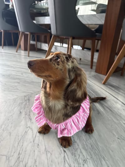 A long-haired Dapple Dachshund is depicted sitting on a polished white marble floor with grey veining, within an indoor setting in Zapopan, Mexico. The dog, exhibiting a brown, tan, and cream merle coat pattern, wears a ruffled pink and white striped collar. Its head is slightly elevated and turned to the left of the viewer, with its dark eyes focused upwards. The background is out of focus, revealing the lower sections of at least three chairs featuring dark grey upholstered seats and wooden legs, alongside a reflective surface, likely a table or window, indicative of a residential or commercial interior space.