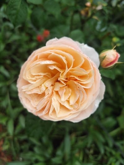 A close-up, top-down view of a fully bloomed peach-colored rose is centered in the frame, its petals intricately layered and glistening with water droplets. To the right of the main bloom, a small, unfurling rosebud with pinkish-red tips is visible. The background consists of blurred green foliage, suggesting an outdoor garden setting. The image was captured in the highlands of Lang Biang, Đà Lạt, Vietnam, a region known for its cool climate and abundant flower cultivation.