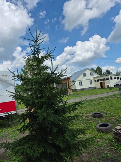 The image depicts a daytime outdoor scene in the city of Sokur, Russia. In the foreground, a large green spruce tree dominates the frame, its branches extending towards the sky. To the left of the tree, a portion of a white trailer with red accents is visible, featuring a logo with "50 TH 1968 2018 ANNIVERSARY" text. Behind the spruce tree and trailer, a light-colored building with a gray roof and several windows is situated. Adjacent to this building is a smaller structure with a wooden garage door. The ground is covered in green grass, with two car tires lying on the lawn. A dirt road runs in front of the buildings. The sky above is blue with scattered white clouds.