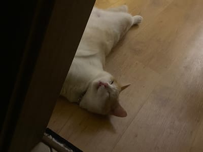 A white and orange cat is lying on its back on a wooden floor. The cat is in the center of the image, with its head tilted back and its eyes closed. Its paws are extended upwards, and its belly is exposed. The cat is wearing a silver collar. The floor is light brown and appears to be laminate. A dark brown vertical object is on the left side of the image, partially obscuring the cat. The scene is indoors, with no indication of the specific location within the city of Świdnica, Poland.
