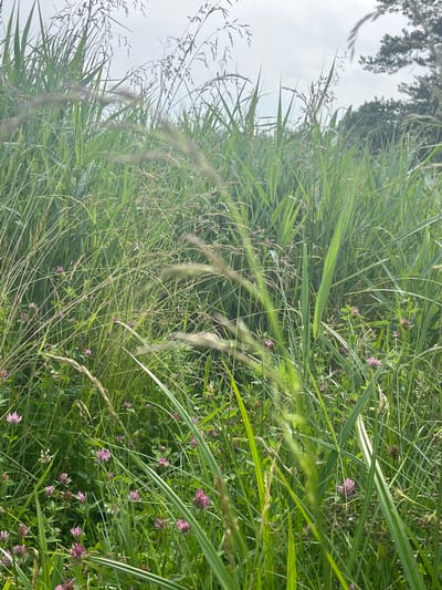 The image depicts a close-up view of dense green grass and vegetation, interspersed with small pink clover flowers. The foreground is dominated by tall blades of grass, some of which are blurred due to their proximity to the camera. In the background, more grass and foliage are visible, along with the silhouettes of trees against a hazy sky. The scene appears to be an outdoor, natural environment, likely a meadow or field within the city of Vangaži, Latvia. No people or animals are present in the image. The overall impression is one of lush, untamed greenery under an overcast sky.