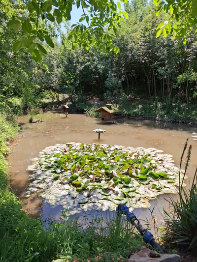 This image depicts a tranquil natural scene in Lukovit, Bulgaria, centered around a small, murky brown pond surrounded by dense green vegetation under a bright sky. The pond's surface is largely covered by a thick cluster of green lily pads, with one visible yellow water lily bloom towards the lower right of the cluster. Floating in the pond are two distinct wooden structures: a small, dark wooden bird feeder-like item on a pole on the left, and a larger, more elaborate wooden birdhouse with a mossy green roof on the right. On the far left side of the pond, two small, dark shapes, possibly turtles or other aquatic animals, are partially submerged near the bank.
The pond is bordered by lush green banks, with various grasses and reedy plants growing along the edges. In the immediate foreground on the bottom right, a blue PVC pipe with an inline valve connects to a black hose, extending into the water from the grassy bank, adjacent to a visible gray rock. The entire background consists of a dense forest or wooded area, with numerous thin tree trunks visible, especially across the pond. The trees exhibit a variety of green foliage, some catching the sunlight brightly. Overhead, vibrant green leaves from unseen trees partially frame the top of the image, with patches of clear blue sky visible through the canopy on the upper left. The scene is illuminated by strong natural sunlight, creating distinct shadows and highlights. No human figures are present.