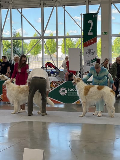 This image was taken at a dog show in Зеленая Роща-1 Киз, Russia. The scene features a dog show with several Borzoi dogs and their handlers. In the foreground, a white and tan Borzoi is being presented by a handler in a blue and green jacket. To the left, another white Borzoi is being handled by a person in a white shirt and olive green pants. In the background, other dogs, people, and banners are visible. The environment appears to be an indoor exhibition hall with large windows showing trees and a cloudy sky. One banner prominently displays the number "2" and text in Russian, indicating a specific ring or event. Another banner promotes "BEST DINNER." The overall atmosphere suggests a competitive dog show event.