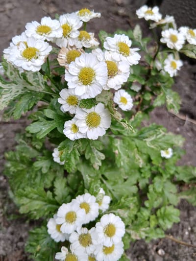 This media file shows a cluster of small, white flowers with yellow centers, resembling daisies, growing amidst lush green foliage. The flowers are in various stages of bloom, with some appearing fully open and others still budding. The leaves of the plant are finely divided and a vibrant green, with some showing patches of lighter green or white variegation. The background is a mix of dark soil and possibly some small stones, suggesting an outdoor setting. The overall impression is one of natural beauty and a hint of spring or summer bloom. There is no visible text or any indication of people or specific events. The lighting suggests it could be daytime, possibly overcast given the soft illumination. The location context provided is Kholosne, Ukraine.