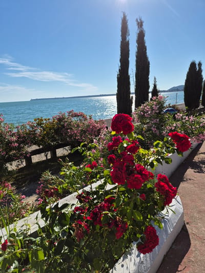 The image depicts a vibrant garden overlooking a body of water, possibly a sea or lake. The foreground is dominated by lush red roses in full bloom, their rich color contrasting with the bright green foliage. Behind the roses, a profusion of smaller pink flowers creates a soft, textured backdrop. Several tall, slender evergreen trees stand in a row to the left of the garden, adding verticality to the scene.
The water stretches towards the horizon, shimmering under the sunlight, suggesting a clear and sunny day. In the distance, a faint shoreline is visible. The scene is bathed in bright sunlight, casting distinct shadows from the trees and the garden's edge onto a paved pathway. The overall impression is one of a beautiful, well-maintained garden in a seaside or lakeside setting, likely during the daytime. There is no visible text in the image. The mood is peaceful and picturesque, evoking a sense of natural beauty and tranquility.