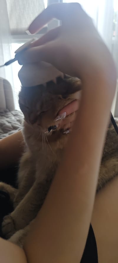 The image shows a close-up of a person's hands interacting with a cat. The cat appears to be light brown with some darker tabby markings. One hand, with long, manicured nails adorned with what appears to be a white, pearl-like design, is gently stroking the cat's head and neck area. The cat's eyes are closed, suggesting it may be relaxed or sleepy. The other hand is partially visible, holding a thin object, possibly a pen or stylus, near the cat's face. The background is softly blurred, showing what looks like indoor lighting and possibly a window with curtains. There are no discernible landmarks or elements that would allow for identification of the city of Mezhdurechensk, Russia.