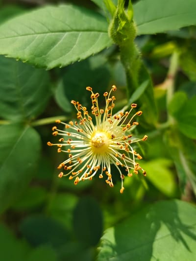 The image shows a flower with numerous light-colored stamens tipped with orange-brown anthers. The flower is in the center of the frame, surrounded by green foliage. There is a bud visible above the flower. No people, subjects, objects, actions, or interactions are directly evident in this image. The location is noted as Svobody, Russia, though no elements within the photo directly confirm this.