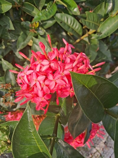 The image depicts a close-up view of a cluster of bright red-pink flowers with accompanying green foliage, set in the city of Takum, Nigeria. A dense inflorescence of small, four-petaled flowers, some partially opened buds, is centrally prominent, exhibiting an intense red hue. Surrounding and underlying the flowers are numerous dark green, ovate leaves with visible venation. The foreground features several sharply focused leaves, while the background consists of blurred green foliage, indicating a shallow depth of field. Natural sunlight illuminates the scene from an elevated or side angle, casting subtle shadows and highlighting the texture of the leaves and petals. No individuals or specific actions are visible within the frame. The environment appears to be an outdoor, natural setting, likely a garden or shrubbery.
