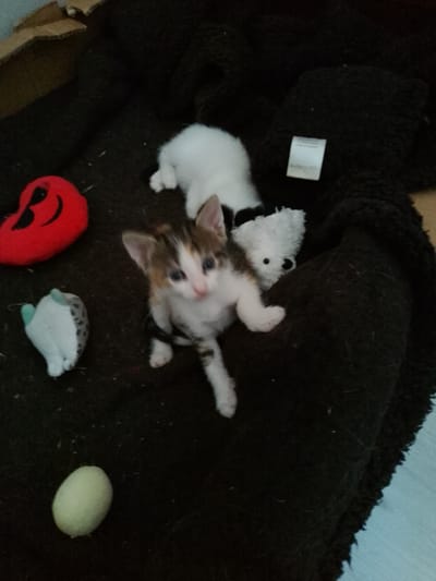In a room with a light blue linoleum floor, a litter of kittens is nestled on a dark brown, textured blanket. In the center of the image, a calico kitten with blue eyes and white paws sits upright, looking directly at the camera. To its left, a small, light blue plush toy with a pattern of grey spots lies flat. Further left, a red heart-shaped plush toy with black features is visible. Behind the calico kitten, a white kitten is lying down, facing away from the camera. Partially obscured by the calico kitten and the white kitten is a small, white plush toy resembling a polar bear. In the lower portion of the image, a light green, oval-shaped object rests on the blanket. The background shows a cardboard box with torn edges. The scene does not contain any indications of the city of Nicorești, Romania.