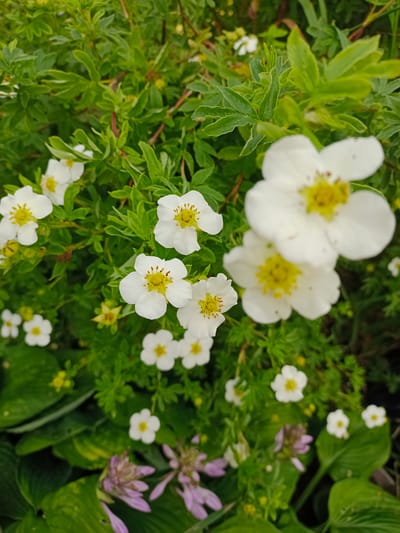This is a close-up, vertical, outdoor, eye-level shot of white flowers with yellow centers and green foliage in a garden. The flowers are of varying sizes and focus levels, with some in sharp focus and others blurred. The foliage is lush and dense, with some leaves appearing textured and others smooth. In the lower part of the image, there are hints of purple flowers and larger, darker green leaves. The image appears to be taken in a garden setting, likely in the city of Homyel, Belarus, given the provided location information. No people are present in the image.