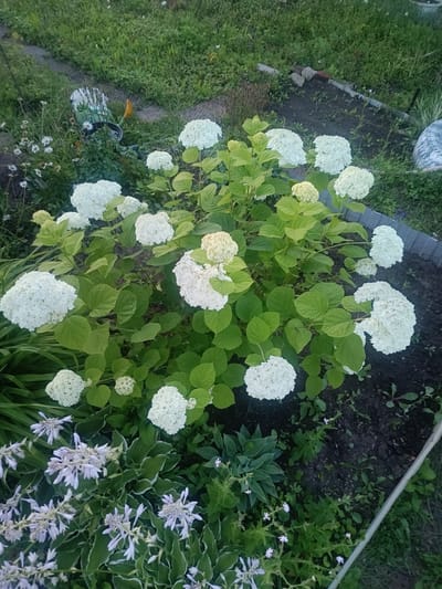In the city of Vodinskiy, Russia, a lush garden is depicted. The foreground is dominated by a large hydrangea bush with numerous clusters of white blooms, interspersed with vibrant green leaves. To the left and lower part of the frame, delicate pale purple flowers with pointed petals are in bloom, growing amongst hosta plants with variegated green and white leaves. In the background, a pathway made of gravel and stepping stones winds through a grassy area. A watering can and other garden tools are visible near the pathway. The scene suggests a well-maintained garden in a natural, outdoor setting.