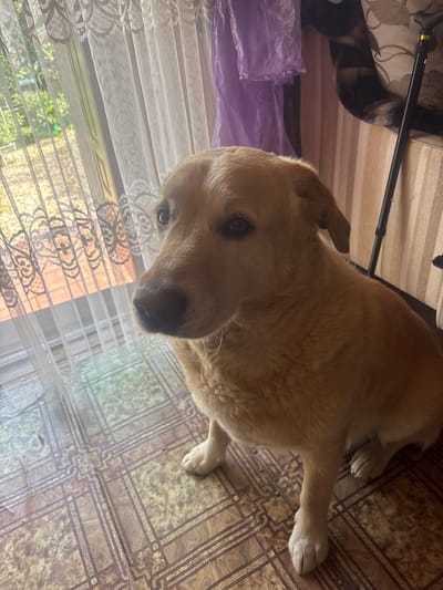 A medium-sized, light brown dog sits indoors on a patterned floor. The dog is looking towards the viewer's right, with its head turned slightly. Behind the dog, a window covered by sheer white curtains is visible, with green foliage and sunlight filtering through. To the right of the window, there are vertical striped curtains, a purple plastic bag, and a black walking cane leaning against a striped cushion. The floor has a marble-like pattern with intersecting dark lines. The overall environment appears to be a residential interior, possibly in Лотос Снт (марьино), Russia.