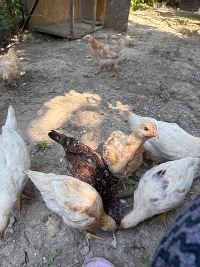 In an outdoor setting, likely Kojomkul, Kyrgyzstan, a group of young chickens, or chicks, are gathered on a dirt ground. The environment appears to be a backyard or rural area, with dry soil and sparse vegetation. Sunlight filters through unseen trees, casting dappled shadows on the ground.
The chicks vary in color, with some being light brown and white, while others have darker brown and black speckled feathers. Several of them are actively pecking at the ground, likely foraging for food. One chick in the center, with light brown and white plumage, is looking directly at the camera, its head tilted slightly. Its eyes are visible, and it appears to have a small speck of something on its beak.
In the background, a wooden structure, possibly a coop or shed, is visible. The overall impression is a snapshot of rural life, focusing on the simple activity of young fowl. The image is taken from a slightly elevated perspective, looking down at the chicks.