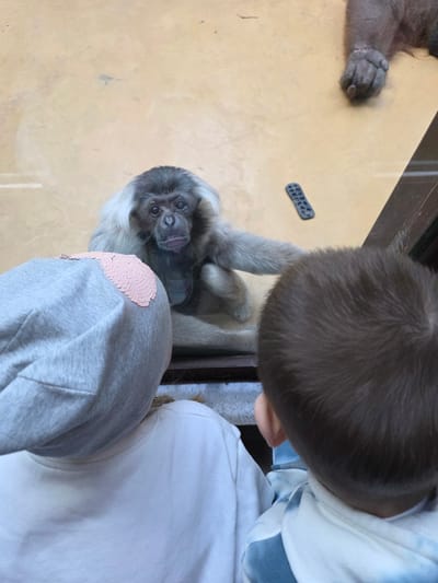 The image depicts a child looking at a monkey through glass. The monkey is sitting on a yellow surface, possibly inside an enclosure. A small black remote control lies near the monkey. The child is wearing a white and blue tie-dye hoodie and gray pants with a pink patch. The scene is likely a zoo or wildlife park. There is no indication of this image being taken in Uspenskii, Russia.