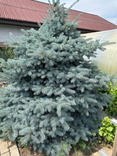 A blue spruce tree is centered in the foreground of this outdoor scene, set in a residential area of Qosshy, Kazakhstan. The tree's branches are densely packed with needles, giving it a full, conical shape. Behind the tree, a portion of a building with a red, corrugated roof is visible. To the right of the building and partially obscured by the tree is a translucent, white structure, likely a greenhouse or tunnel. The ground around the tree is covered in soil and some green vegetation, including leafy plants. The lighting suggests it is daytime.
