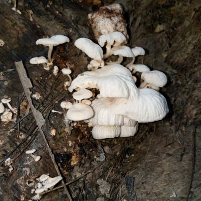 The image displays a close-up, high-angle view of numerous white fungi, consistent with gilled mushrooms (agarics), thriving on a dark, decaying woody substrate in Meunasahblang, Indonesia. The central cluster of fungi consists of multiple individual fruiting bodies, primarily white to off-white, with caps ranging from approximately 2 cm to 8 cm in diameter. Many caps exhibit distinct radial striations from the center to the margin. Their undersides reveal visible, white, densely packed gills and slender, white to cream-colored stipes (stems) connecting to the substrate.
Smaller, similarly structured white fungi are scattered across the darker, textured wood surface, particularly in the upper-left and lower-left portions of the frame. The woody substrate, likely a tree stump or large log section, is dark brown to blackish-brown, characterized by rough, uneven textures, splinters, and significant deterioration. Prominent vertical and diagonal gouges or cuts are visible on the central-left area of the wood, indicating previous human activity, possibly from an axe or saw. Patches of lighter, amorphous, brownish-white fungal growth or mycelium are also present within the wood structure, particularly above the main mushroom cluster. The immediate environment includes loose organic debris such as small twigs, leaf fragments, and soil clumps interspersed with the decaying wood. No people are visible.