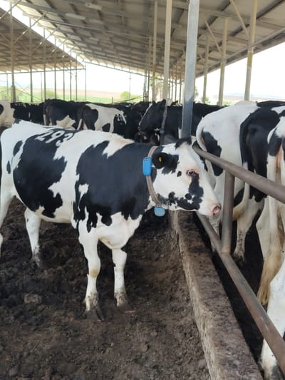 The image depicts a herd of black and white Holstein cows inside a covered barn. The cows are standing on a dirt floor, which appears to be wet and muddy. In the foreground, a cow is prominently featured, wearing a blue electronic tag around its neck. The barn has a metal roof supported by concrete pillars. In the background, more cows are visible, as well as the open entrance to the barn, revealing a glimpse of the surrounding landscape which includes green fields and palm trees. The scene is consistent with a dairy farm located in a rural area. Given the context of the Yoav Regional Council in Israel, this scene is likely from a farm within that municipality, which is known for its agricultural activities.