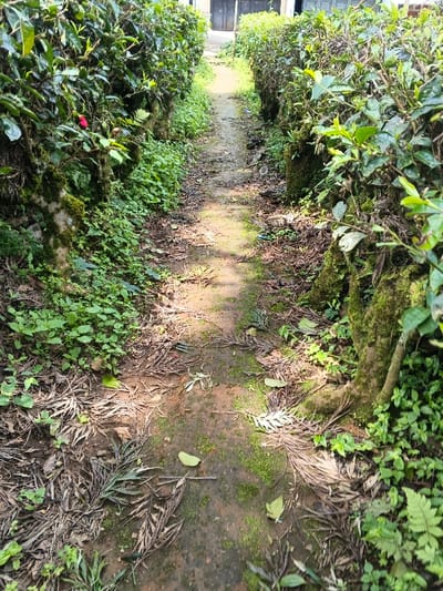 A narrow, unpaved path winds through dense green vegetation, receding into the distance. The dirt and moss-covered path shows signs of foot traffic, with scattered dry leaves and plant debris. On both sides, tall, lush green bushes, resembling carefully maintained hedgerows or tea plants, line the walkway, creating a corridor effect. The bases of these bushes are covered in moss and smaller green plants. Dappled sunlight illuminates sections of the path, suggesting it is daytime under a partly open canopy or dappled sun.
A small red flower is visible among the greenery on the left side of the path, adding a touch of color to the predominantly green and brown scene. The overall setting appears natural and tranquil, characteristic of a rural or agricultural environment, consistent with Sarandi de Cuadra, Uruguay. No people or visible text are present. The scene evokes a sense of quiet exploration or a journey through nature.