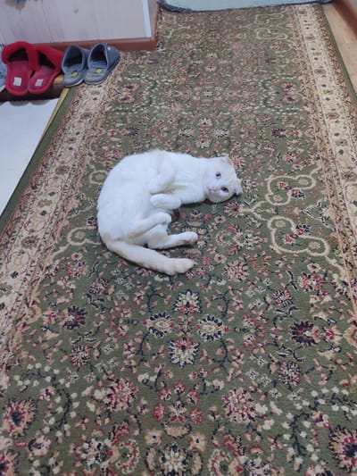 A white cat with blue eyes is lying on a patterned green rug. The cat is curled on its side, with its head turned towards the camera. In the background, there are two pairs of slippers: one red and one gray. The slippers are positioned on a white floor next to a wooden baseboard.