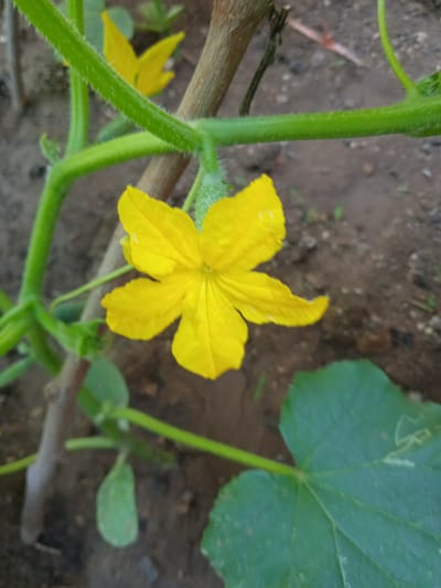 A single bright yellow flower with five petals is in full bloom, attached to a green, fuzzy stem. The flower is positioned slightly off-center to the right. In the background, out of focus, is the brown soil of a garden. To the left of the main flower, a smaller, partially visible yellow flower can be seen. The scene suggests a close-up view of a plant in a garden setting, likely in the city of Saky, Ukraine, given the context.
