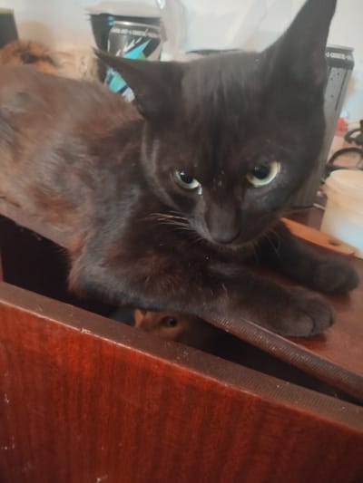 A black cat with green eyes is lying on a wooden surface. The cat's body is mostly visible, with its head tilted down and its paws extended. In the background, there are some cans and a white container. A second cat, light brown in color, is partially visible behind the black cat, peeking out from a dark opening. The scene appears to be indoors, possibly in a home environment. The location in Kalinin, Kyrgyzstan is not ascertainable from the image.