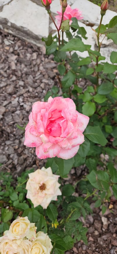 The image shows a close-up of a pink rose in bloom, with its petals unfurling in shades of light and dark pink. The rose is positioned centrally in the frame, with a blurred background of green leaves and a rough, greyish-brown textured surface, possibly mulch or gravel, with a hint of a white stone structure. Below the prominent pink rose, a paler, off-white rose is visible, partially out of focus. Further down, a cluster of light-colored roses, likely also off-white or pale yellow, are clustered together, some appearing to be in bud form. The lighting suggests an outdoor setting, likely a garden or park. There are no people or animals visible. The image is a vertical shot, focusing on the floral subjects. There is no specific indication of the location being the city of Рождествено, Russia.
