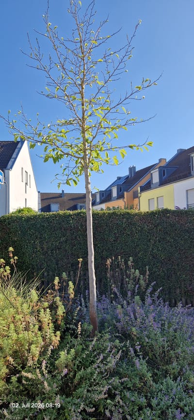 A young deciduous tree with emerging leaves stands in the foreground, its slender trunk a light brown. Behind it, a meticulously trimmed dark green hedge forms a dense barrier. Beyond the hedge, a row of colorful townhouses with pitched roofs and dormer windows are visible. The houses are painted in various hues including white, yellow, and orange, with dark grey roofs. The sky above is a clear, bright blue. In the lower left corner of the image, a timestamp reads "02. Juli 2026 08:19". The scene appears to be a residential street in Karlsfeld, Germany. The area suggests a suburban or semi-urban environment, likely a residential zone with well-maintained properties. There are no people or animals visible in the frame.