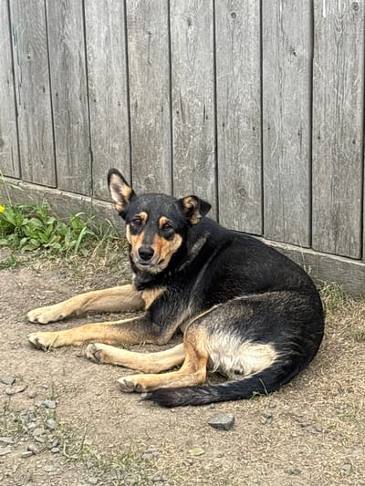 A medium-sized dog with black and tan fur is lying on the ground in front of a weathered wooden fence. The dog is on its side with its front paws extended forward. Its ears are perked up, and it is looking directly at the camera with a neutral expression. Green grass and some yellow wildflowers grow in patches around the dog and along the base of the fence. The ground is composed of dirt, small stones, and dry grass. The fence is made of vertical wooden planks of varying shades of grey. The scene appears to be outdoors in a rural or suburban setting. The location is identified as Невон, Russia.