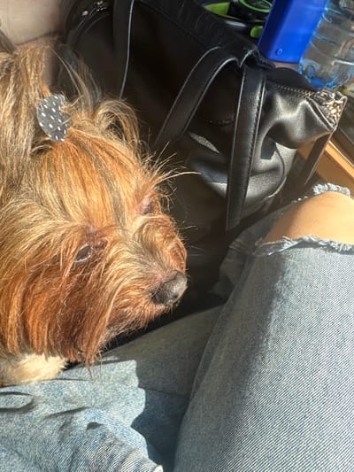 The image shows a close-up view of a small, brown dog with its head resting on someone's lap. The dog is wearing a small black and white polka-dot bow on its head. The person's legs are visible, covered in light blue denim jeans with distressed patches on the knee. In the background, a black leather handbag and a blue plastic water bottle are partially visible. The scene appears to be outdoors, with sunlight casting shadows. The location is identified as Svetlen, Bulgaria.