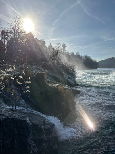 This image depicts a winter scene at the Rhine Falls in Neuhausen am Rheinfall, Switzerland. The sun, positioned in the upper left quadrant, is low in the sky, casting bright light and prominent lens flares across the frame. The sky is clear, light blue, and traversed by multiple white contrails.
In the foreground, a rocky, steep bank is visible on the left, covered with sparse, bare deciduous vegetation, including branches bearing white, feathery seed structures or flowers, consistent with winter flora. Portions of the rocks and vegetation appear coated in ice or frost. Smaller cascades of water flow over the dark, textured rocks into the main body of the Rhine River.
The Rhine River dominates the midground and right side of the image, characterized by turbulent, white-capped water and significant mist rising from the powerful falls, particularly along the banks. The far bank is densely forested with bare deciduous trees, further obscured by the rising mist. In the upper background, partially visible through the trees and mist on an elevated position, is Laufen Castle, identifiable by its dark, fortified architecture and a visible flagpole with a dark flag. No individuals or animals are present in the scene.