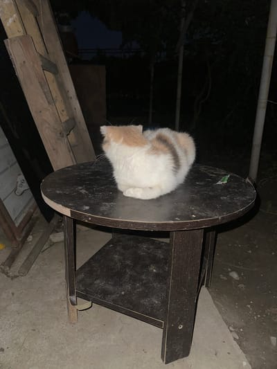A calico cat is curled up on a round, dark brown wooden table with a visible shelf beneath it. The cat is predominantly white with patches of tan and grey tabby markings. The table is positioned outdoors on a concrete surface, with dirt and debris scattered around. In the background, a wooden ladder leans against a structure, and trees are visible in the darkness. The lighting suggests it is nighttime. The location is identified as Subutli-Miatli, Russia.