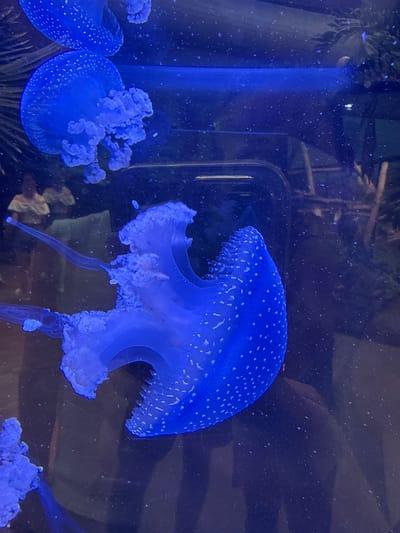 The image depicts a group of glowing blue jellyfish swimming in an aquarium. The jellyfish are illuminated from within, casting an ethereal blue light on their surroundings. They have a bell-shaped body covered in small white spots, with frilly tentacles trailing behind them. The background is dark and murky, with a few blurry objects visible, suggesting the presence of other marine life or aquarium decorations. The overall scene is serene and otherworldly, highlighting the natural beauty of these creatures. The context of Saint-Aignan, France, suggests this is likely taken at the Beauval Zoo or a similar facility. No time of day, weather, or emotions are discernible.