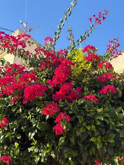 A medium shot captures a vibrant bougainvillea plant in full bloom against a clear blue sky. The plant, with its deep pink bracts and lush green foliage, cascades down from what appears to be a building. In the upper left quadrant, a portion of a light-colored building is visible, topped with an old-fashioned television antenna. The architectural style suggests a Mediterranean setting, possibly in Xagħra, Malta, given the typical building materials and outdoor structures found in the region. The sunlight casts distinct shadows, indicating a bright, sunny day. No people are present in the frame.