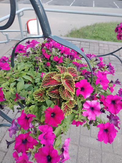 This is a medium-angle, eye-level shot of a hanging basket filled with vibrant pink petunias and a decorative coleus plant. The hanging basket is made of dark metal and is suspended from a dark metal frame. The petunias are in full bloom, with some flowers facing the camera and others angled away. Their petals are a bright, almost neon pink, with dark centers. The coleus plant, positioned in the center of the basket, has striking foliage with a pattern of red, green, and yellow. Lush green leaves from the petunias fill the spaces between the flowers.
In the background, out of focus, is a paved area with a pattern of interlocking grey bricks. Beyond that, a strip of green grass is visible, and further still, a grey asphalt surface with white parking lines. A light-colored metal railing runs across the middle ground. Behind the railing, a white sign with red text is partially visible, reading "2001 B". The overall scene suggests an outdoor setting, possibly a public space or garden, during daylight hours. The lighting is natural and even, indicating it might be daytime without harsh sunlight. There are no people or animals visible in the frame.