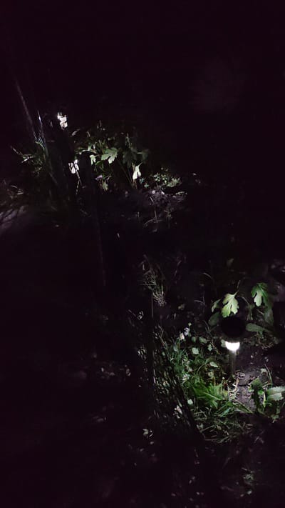 The image depicts a dimly lit outdoor scene, likely a garden or natural area at night. Several solar-powered garden lights are visible, emitting a soft glow that illuminates patches of grass and foliage. The overall impression is one of a tranquil, natural setting illuminated by artificial light sources. The location is identified as Zhytomyr, Ukraine.