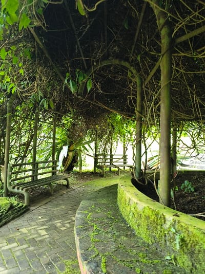 The image captures a verdant, overgrown pathway within an outdoor setting, likely a garden or park in Sindangjaya, Indonesia. The perspective is looking along a path made of interlocking bricks, which appears to be grey and reddish-brown.
To the right of the path, a low, curved structure, possibly a stone bench or a low wall, is heavily covered in thick, vibrant green moss, indicating a humid environment. Overhead, a dense canopy of lush green foliage and intertwined vines creates a shaded tunnel, suggesting a pergola or a covered walkway. This natural ceiling is supported by visible metal poles or beams, with sunlight dappling through the leaves. Dark, intricate branches and bare vines are interwoven with the greener sections of the canopy.
In the background, through the archway formed by the canopy, a light-colored slatted bench with a backrest is visible. Nearby, a large plant with thick, stiff leaves, resembling a bromeliad or agave, adds to the tropical ambiance. Additional greenery and trees can be seen further in the distance, indicating a expansive natural landscape.
The scene is devoid of people, conveying a sense of tranquility and peace. It is daytime, with natural light illuminating the path and foliage. No specific activity is taking place. The significant overgrowth of moss and vines on the structures suggests a long-established natural environment, characteristic of a tropical climate. No visible text is present in the image.