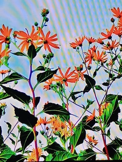 The image displays a cluster of bright orange flowers with delicate, pointed petals, interspersed with dark green leaves and slender stems against a soft, gradient blue and white background. Some flower buds are visible, suggesting the plants are in bloom and preparing to open. The overall scene is vibrant and natural, evoking a sense of a garden or a meadow. No specific location within Chachersk, Belarus, can be determined from the visual information provided.