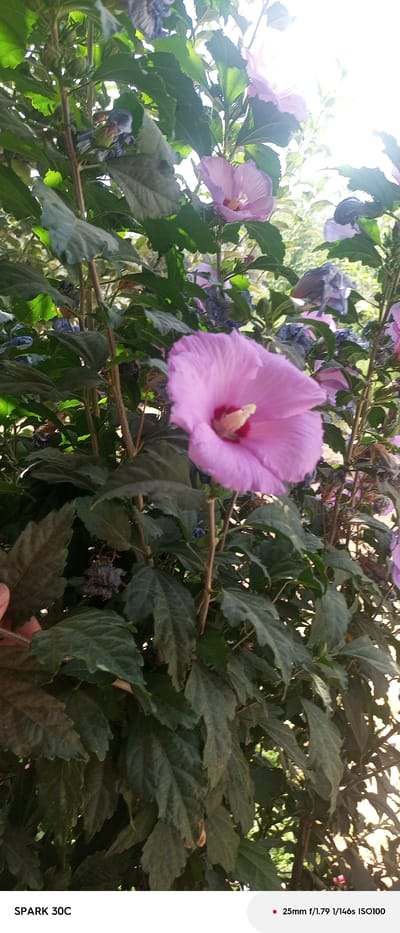 The image shows a close-up of a flowering plant with large, pink hibiscus-like flowers and dark green leaves. Some of the flowers are in full bloom, while others appear to be partially open or wilting. The plant is outdoors, with sunlight filtering through the leaves and creating bright highlights. The background is blurred, suggesting a shallow depth of field. The bottom of the image contains text that reads "SPARK 30C" and "25mm f/1.79 1/146s ISO100", which are likely camera settings or model information. There are no visible people or animals in the image, nor any specific landmarks that would indicate a location within the city of Дехибаланд, Tajikistan. The scene depicts a natural, botanical setting.