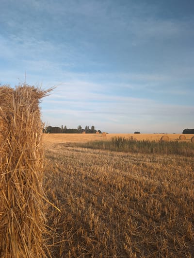 The image depicts a landscape in Alvimare, France, characterized by a harvested wheat field under a pale blue sky with wispy clouds. In the foreground, a large, tightly bound bale of golden straw occupies the left side of the frame, its dry stalks prominently textured. Beyond this bale, the field stretches into the distance, covered in stubble from the harvested crop. Several more round hay bales are visible scattered across the field, appearing as lighter circles against the darker stubble. A line of trees, some with a slender, tall silhouette, forms a distant treeline against the horizon, interrupted by a few small, dark green bushes. The overall scene conveys a sense of rural tranquility and the conclusion of the harvest season, bathed in what appears to be the warm light of late afternoon or early morning. There are no people or animals present in the image.