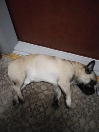 A fawn-colored French Bulldog is sleeping on a patterned rug in front of a closed dark brown door. The dog is lying on its side, with its head resting on the rug and its paws tucked beneath its body. The rug has a repeating floral or paisley pattern in shades of brown and beige. A white trim is visible along the bottom of the door frame, and a sliver of a light-colored wall is to the left of the door. The overall impression is that of a domestic interior. The scene is consistent with a location within a dacha settlement, such as посёлок дачного хозяйства «Архангельское», Russia, where this type of residential setup is common.