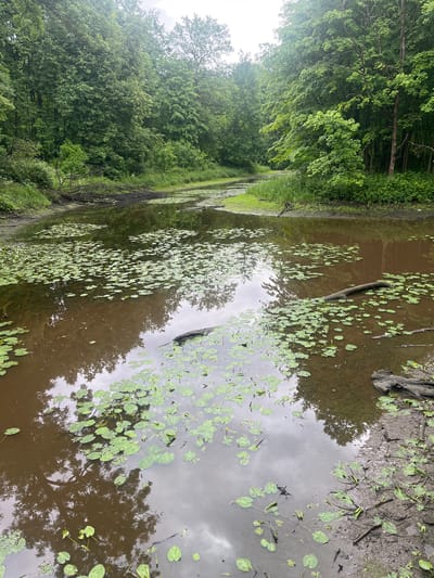 This is a landscape photograph of a pond surrounded by lush green trees. The pond is covered with numerous lily pads, and some small yellow flowers are visible among them. The water is murky brown, reflecting the cloudy sky and the surrounding vegetation. A fallen log lies partially submerged in the water on the right side of the frame. The bank of the pond is muddy and covered with grass and small plants. The trees on the left are dense and verdant, creating a natural backdrop. The overall scene suggests a tranquil, natural setting, likely in a park or wooded area. The lighting indicates it might be a cloudy day, possibly overcast, with no harsh shadows. The photograph is oriented vertically, giving a sense of depth to the scene. There is no visible text in the image.