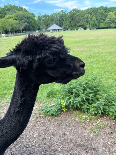 A black alpaca is in profile, facing right, with its head and neck filling the left side of the frame. The alpaca has dark, shaggy fur, a long neck, and a somewhat fuzzy mane. Its eye is visible and appears dark. The background is a blurred green field with trees and a building in the distance. The ground in the foreground is a mix of gravel and dirt with some small plants. This image was taken in a rural or park-like setting, possibly a farm or animal sanctuary, in the city of Helmond, Netherlands.