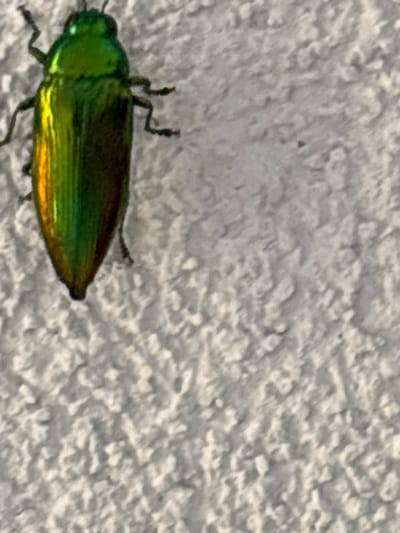 A metallic green and gold beetle is positioned on a textured white surface, possibly a wall. The beetle is the primary subject, occupying the left side of the frame. Its body is elongated with visible legs. The background is out of focus and appears to be a roughly textured, light-colored surface. No specific location in Vicenza, Italy, can be identified from the image.