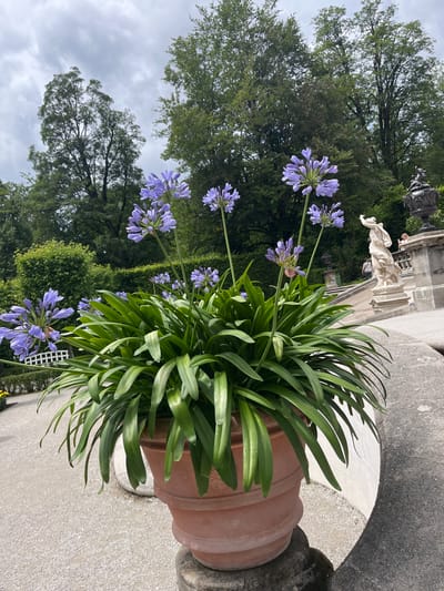 The image captures a large, terracotta pot filled with vibrant Agapanthus flowers, their blue-purple blooms clustered on tall stalks, creating a striking visual against the backdrop of a garden setting in Ettal, Germany. The pot is situated on a stone pedestal, part of an elaborate, classical-style garden structure with curved stone walls and decorative sculptures. In the background, a majestic statue of a robed figure stands on a tiered pedestal, adding to the grandeur of the scene. Beyond the garden features, lush green trees form a dense canopy under a cloudy sky. A gravel pathway is visible in the foreground, hinting at the public nature of the location. The overall atmosphere is one of serene, manicured beauty.